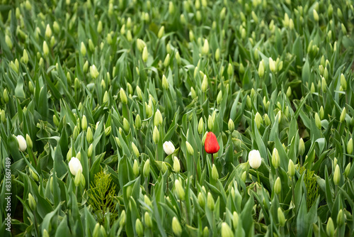 Canvas Print Early season in the tulip fields, white flowers starting to bloom, with one red