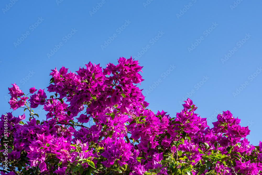 Bougainvillea is a genus of thorny ornamental vines, bushes, and trees belonging to the four o' clock family, Nyctaginaceae. Diamond Head Rd, Honolulu Oahu Hawaii plant
