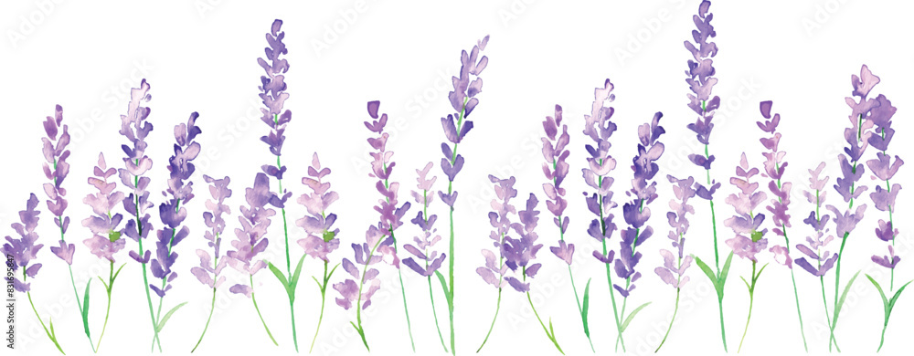 Naklejka premium 水彩画。水彩タッチのラベンダーイラスト。ラベンダーのベクターイラスト。夏のラベンダー背景。Watercolor painting. Lavender illustration with watercolor touch. Lavender vector illustration. Lavender background in summer.