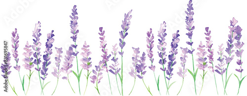 水彩画。水彩タッチのラベンダーイラスト。ラベンダーのベクターイラスト。夏のラベンダー背景。Watercolor painting. Lavender illustration with watercolor touch. Lavender vector illustration. Lavender background in summer.