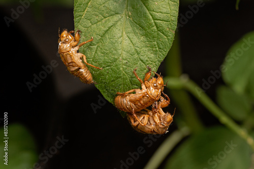 periodical cicada shells