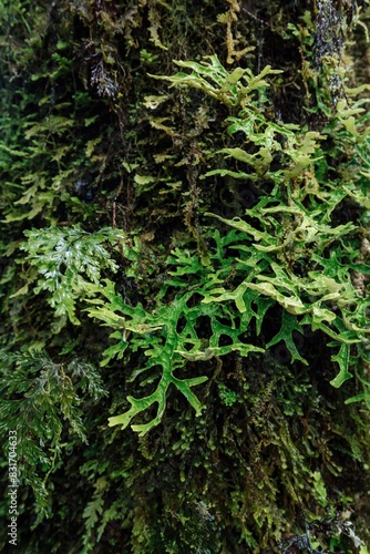 native rainforest on the walking track of the Roaring Billy Falls. Haast, West Coast, New Zealand.