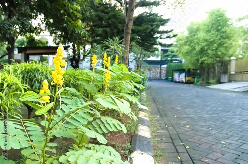 Gelinggang or Ketepeng flower (Senna alata). Also known as emperor's candlestick, waxbush, waxbush, empress's wax plant, ringworm, or wax tree. photo