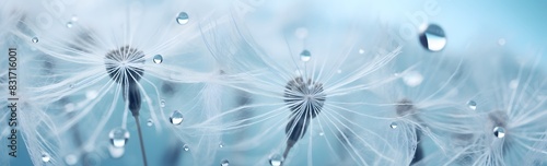 Beautiful dew drops on a dandelion seed macro