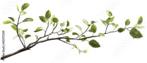 Wallpaper Mural single branch with few leaves banner isolated on a white background, realistic and minimal Torontodigital.ca