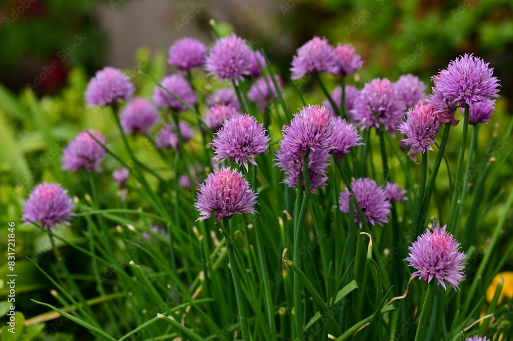Fototapeta premium Beautiful pink glowers in the garden in spring