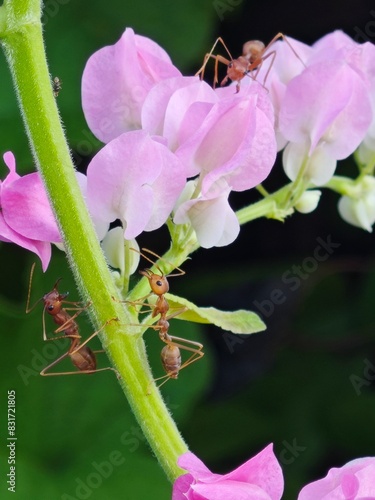 Mexican creeper, weaver ants photo