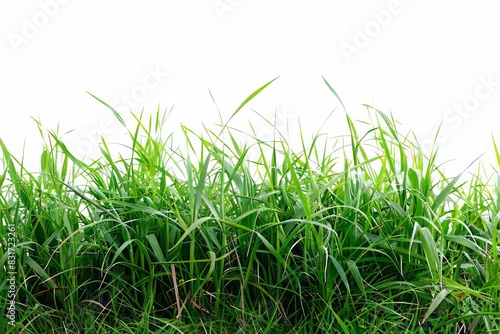 Green grass isolated on white background.