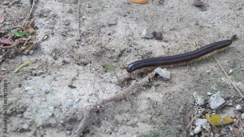 Sumatran Titan millipede (Thyropygus allevatus sumatranus), exoskeleton Sumatran Titan millipede (Thyropygus allevatus sumatranus), exoskeleton