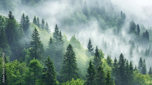 Misty Forest Morning in the Mountains Atmospheric Moisture Rising among Pine and Spruce Trees