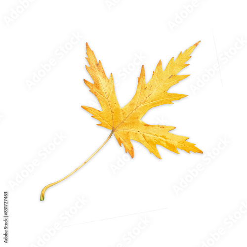 Foto Autumn maple Yellow leaf