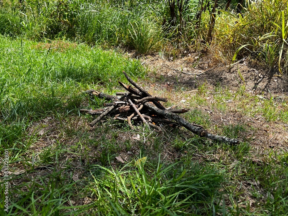 Firewood gathered in the grass Firewood gathered in the grass