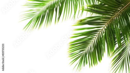 Palm branches on a white background. Suitable for board  postcards Border settings  copy space. - Generative Ai
