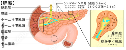膵臓　イラスト　日本語