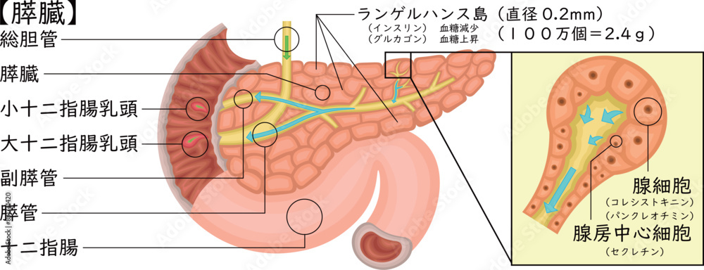 Obraz premium 膵臓 イラスト 日本語