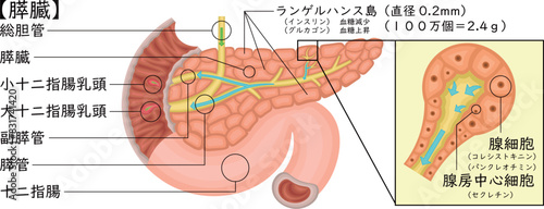 膵臓　イラスト　日本語