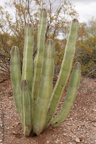 Senita cactus growing in Arizona photo