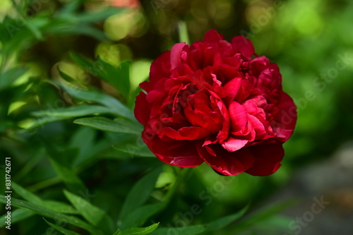 Bright red peony in the garden