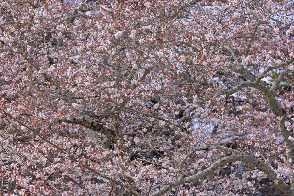 Cherry blossoms near Funaoka Castle at Tateyama Funaoka, Shibata, Shibata District, Miyagi, Japan Cherry blossoms near Funaoka Castle at Tateyama Funaoka, Shibata, Shibata District, Miyagi, Japan