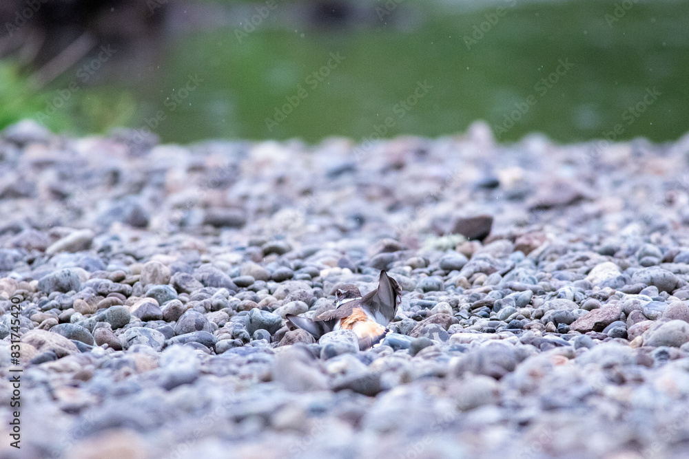 A killdeer uses the A killdeer uses the