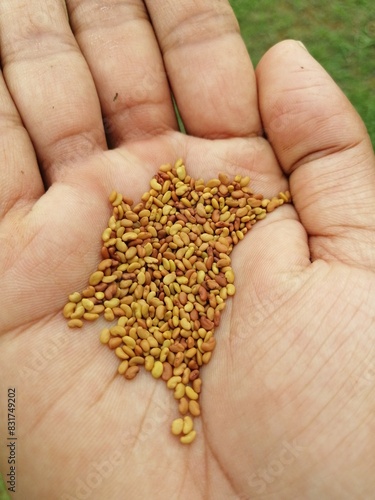 Alfalfa seeds in hands