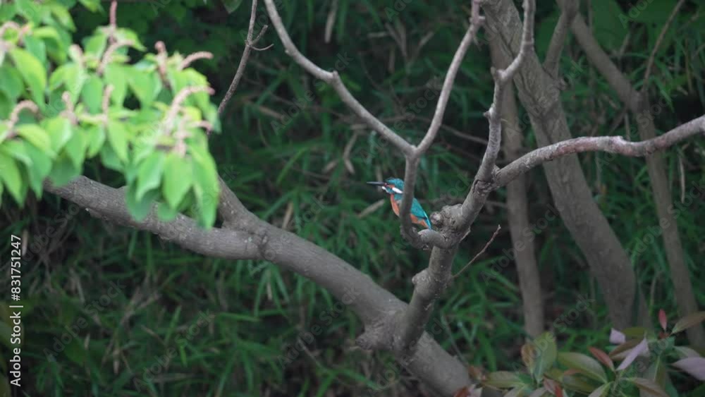 common kingfisher in a forest common kingfisher in a forest