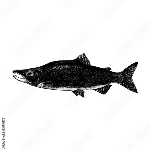 Kokanee Salmon hand drawing vector isolated on background.
