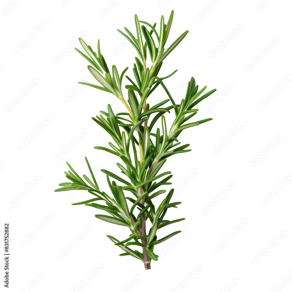 Rosemary stem isolated on white background