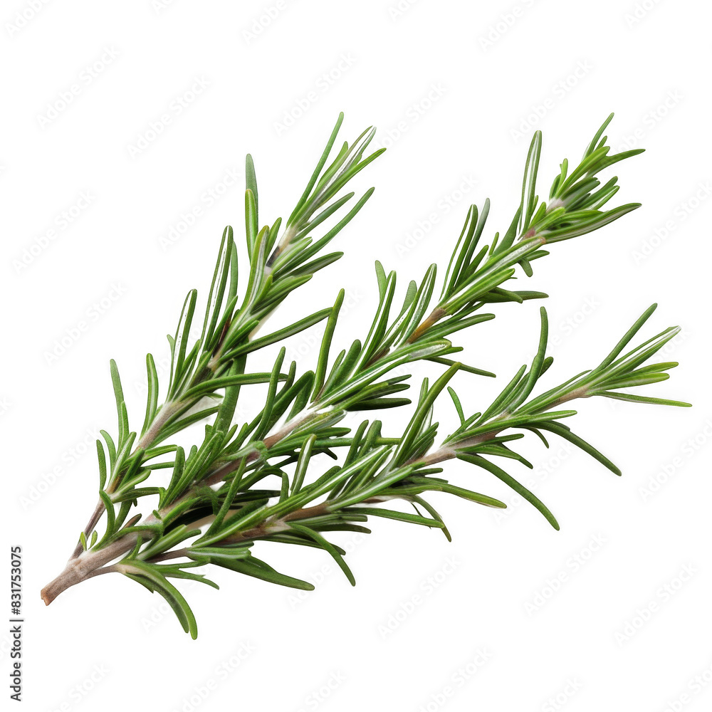 Rosemary stem isolated on white background Rosemary stem isolated on white background