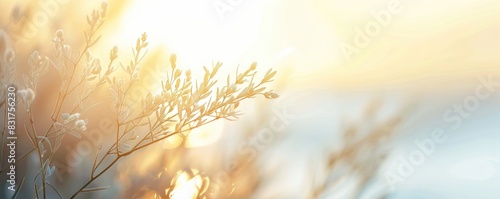 Golden sunrise over a tranquil grassy field.