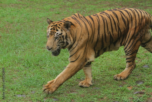Side view of a Bengal tiger walking in the grass in the morning
