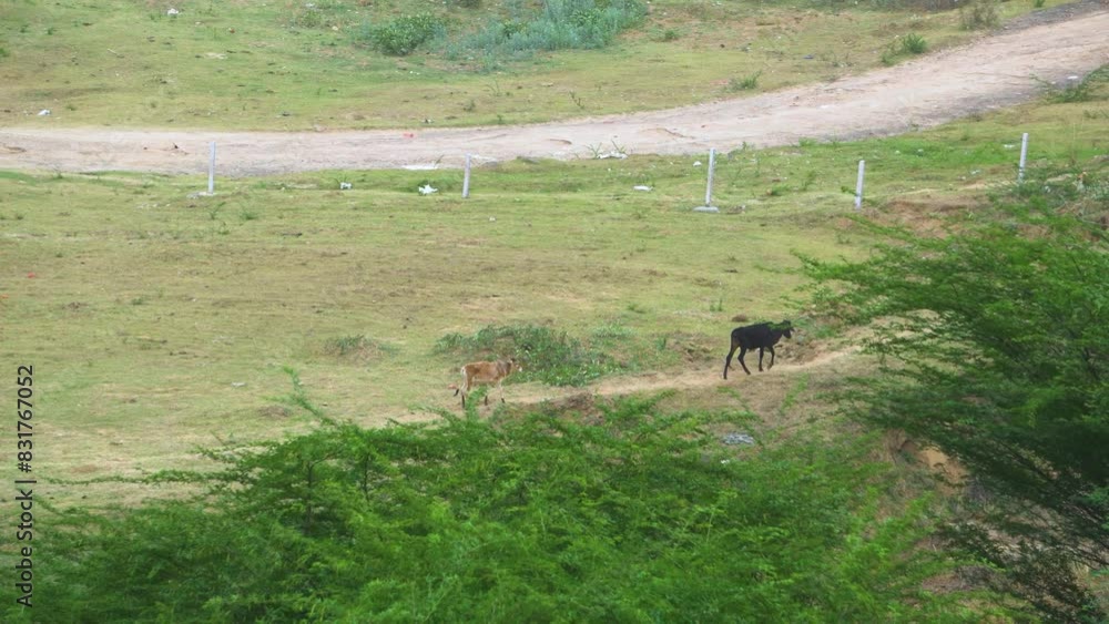 Group of young cow or calf walking down a village path in rural india Group of young cow or calf walking down a village path in rural india