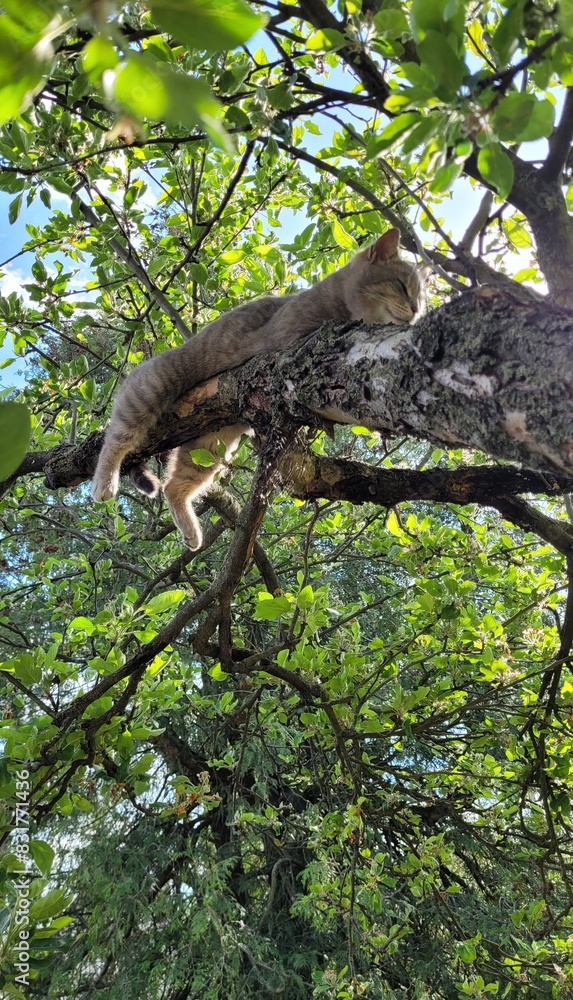 Fototapeta premium A cute kitten is resting on a tree branch