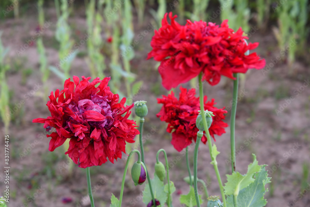 Beautiful red opium poppy flower closeup, blooming in the cultivation field, Flowering opium poppy field, in Latin papaver somniferum, red colored poppy is grown in Chakwal, Punjab, Pakistan Beautiful red opium poppy flower closeup, blooming in the cultivation field, Flowering opium poppy field, in Latin papaver somniferum, red colored poppy is grown in Chakwal, Punjab, Pakistan