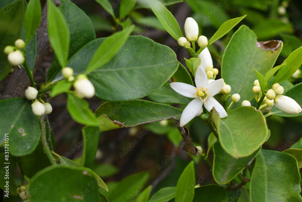 Blossoming orange tree flowers, orange blossoms, Spring harvest, closeup of Orange tree branches with flowers, buds and leaves, Chakwal, Punjab, Pakistan Blossoming orange tree flowers, orange blossoms, Spring harvest, closeup of Orange tree branches with flowers, buds and leaves, Chakwal, Punjab, Pakistan