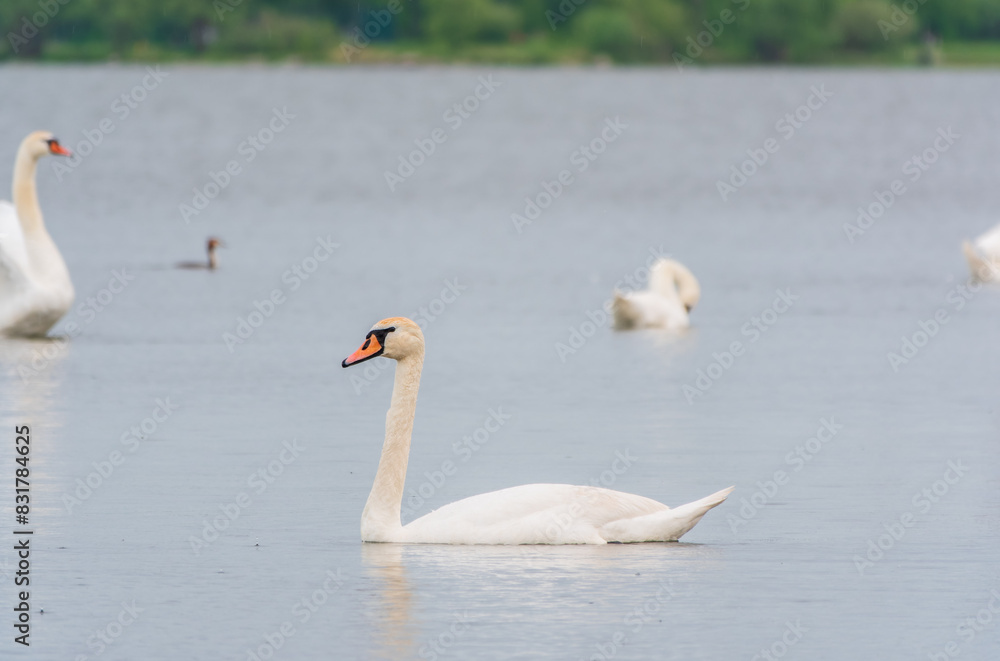 Fototapeta premium Graceful white Swan swimming in the lake, swans in the wild. Portrait of a white swan swimming on a lake.