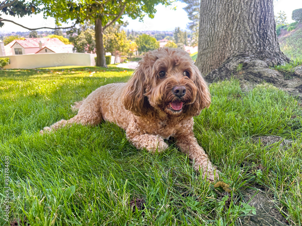 Fototapeta premium Cute Fluffy Cavapoo Dog on the Grass in a Park