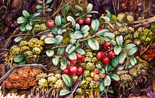 Lingonberry growing in the green moss in the forest. Watercolor painted illustration. Forest nature scene. Cowberry plant in the woodland illustration. Lingonberry wild plant with red ripe berries photo