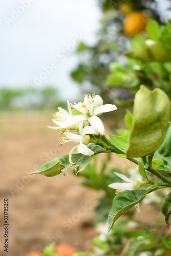 Blossoming orange tree flowers  orange blossoms  Spring harvest  closeup of Orange tree branches with flowers  buds and leaves  Chakwal  Punjab  Pakistan