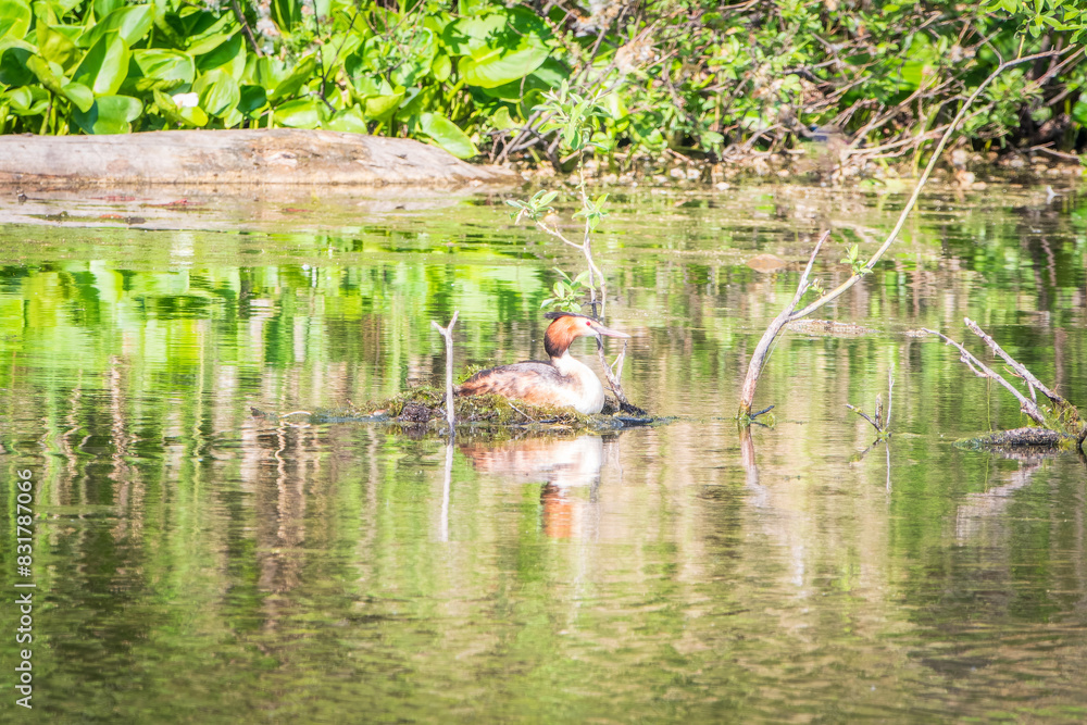Great Crested Grebe, Podiceps cristatus, water bird sitting on the nest, nesting time on the green lake Great Crested Grebe, Podiceps cristatus, water bird sitting on the nest, nesting time on the green lake