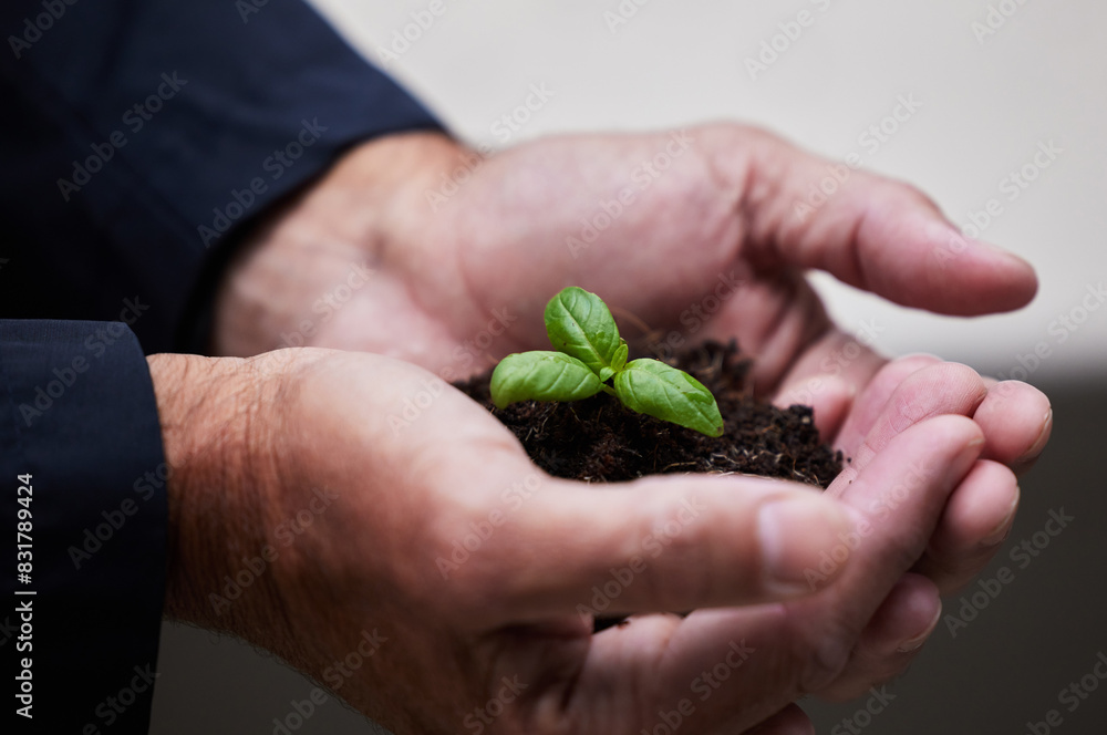 Hands, seedling and plant with soil for growth, startup or company for future investment. Entrepreneurship, sustainability or earth day for accountability, hope or agriculture for environment support Hands, seedling and plant with soil for growth, startup or company for future investment. Entrepreneurship, sustainability or earth day for accountability, hope or agriculture for environment support