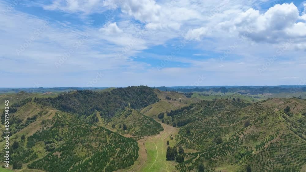 Aerial flies above inner Taranaki province foothills draped in young radiata pine tree seedlings. A small patch of native forest remains on a hilltop on a cloudy mild summers day. Aerial flies above inner Taranaki province foothills draped in young radiata pine tree seedlings. A small patch of native forest remains on a hilltop on a cloudy mild summers day.