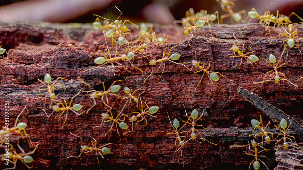 colony of green tree ants on decaying log at etty bay of north queensland, australia colony of green tree ants on decaying log at etty bay of north queensland, australia