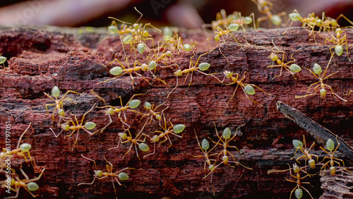 colony of green tree ants on decaying log at etty bay of north queensland, australia