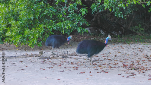 pair of southern cassowaries foraging along the beach at etty bay of north queensland, australia