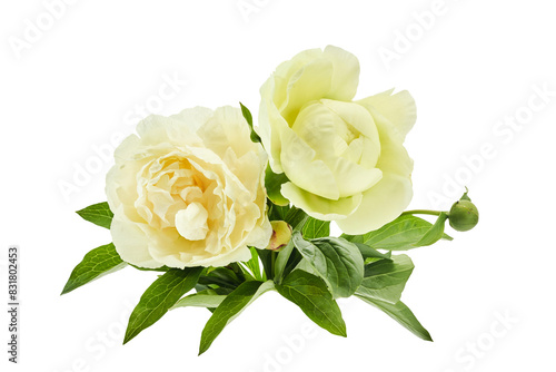 Fresh Peony Flowers Isolated on White © vetre