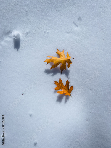 Autumn Snow