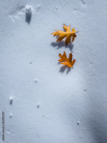 Autumn Snow