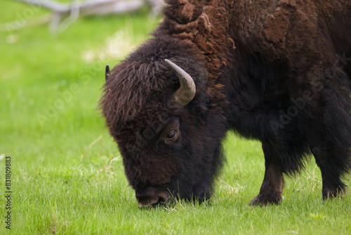 Male bison is grazing in the green grassland around trees in spring.