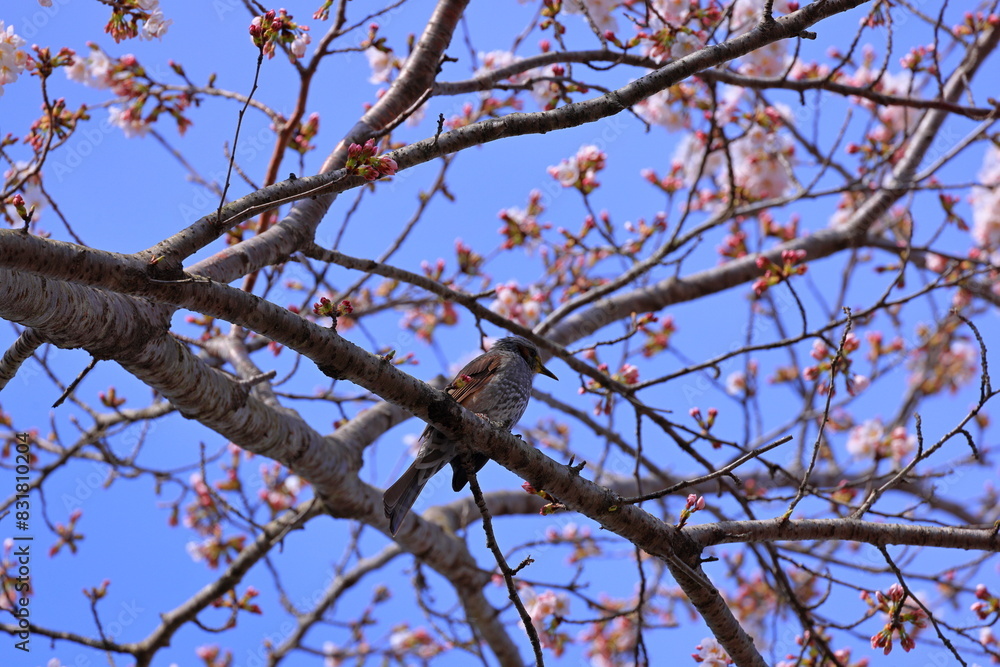 Brown-eared Bulbul (Hypsipetes amaurotis) a large, noisy and conspicuous bulbul with Cherry blossoms Brown-eared Bulbul (Hypsipetes amaurotis) a large, noisy and conspicuous bulbul with Cherry blossoms